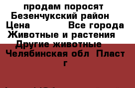 продам поросят .Безенчукский район  › Цена ­ 2 500 - Все города Животные и растения » Другие животные   . Челябинская обл.,Пласт г.